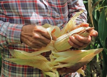 El campesino Javier Cuevas Hernández muestra la calidad de la mazorca de maíz del valle de Zimatlán.