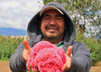 Fotos: Adrián Gaytán // Felipe de Jesús Hernández Santiago, productor y creador de la ahora famosa flor de colores.
