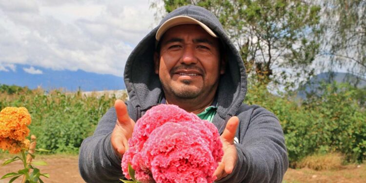 Fotos: Adrián Gaytán // Felipe de Jesús Hernández Santiago, productor y creador de la ahora famosa flor de colores.