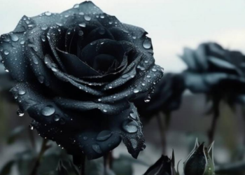 Las flores negras: un toque de dramatismo y elegancia en tu decoración de Halloween