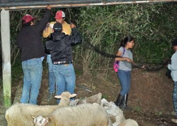 Foto: Sefader // La campaña de vacunación antirrábica se extendió a las mascotas como perros y gatos para evitar posibles contagios.