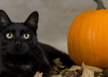 Gatos negros y Halloween: ¡Cuida a tus amigos peludos de las supersticiones!