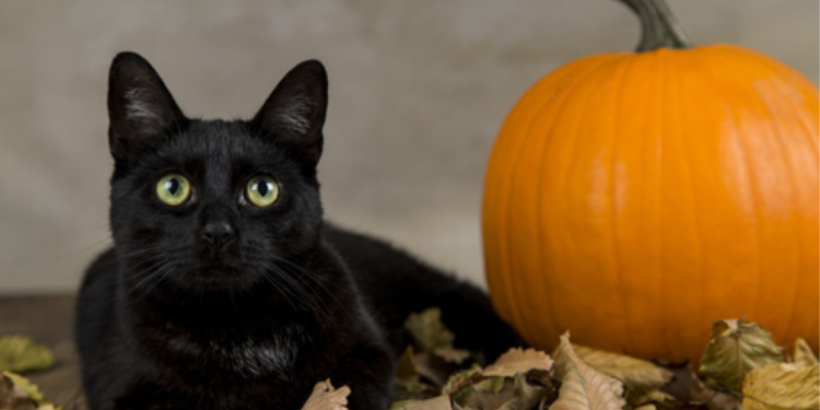 Gatos negros y Halloween: ¡Cuida a tus amigos peludos de las supersticiones!