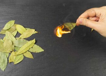 La magia del laurel para atraer deseos