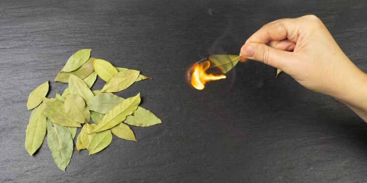 La magia del laurel para atraer deseos