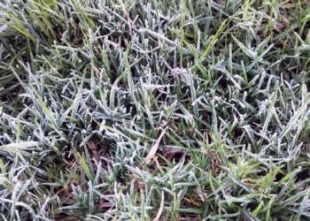 La región Mixteca es la que concentra el mayor número de poblaciones con alto riesgo por bajas temperaturas y heladas.