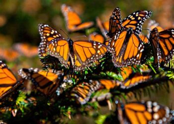 Mariposa Monarca: ¿Cuándo comienza la temporada?
