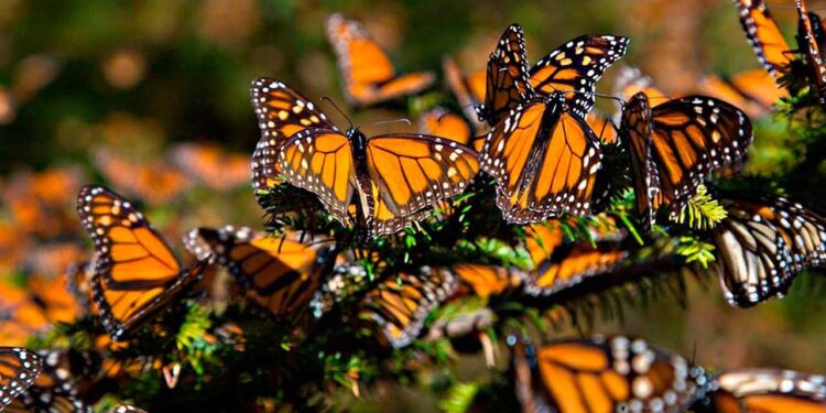 Mariposa Monarca: ¿Cuándo comienza la temporada?