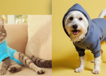 ¿Ropa para tu mascota en invierno? Descubre si es una buena idea