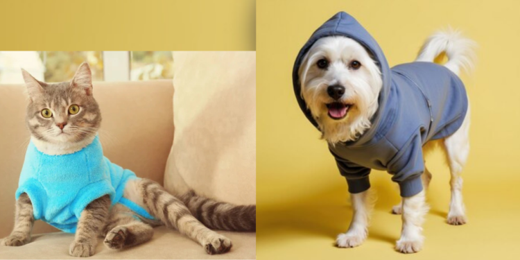 ¿Ropa para tu mascota en invierno? Descubre si es una buena idea