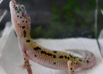 Visita la Expo Guppy este fin de semana en CU