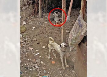 Uno de los perros murió mientras otro sufría atado a un poste en completa ausencia de comida y agua.