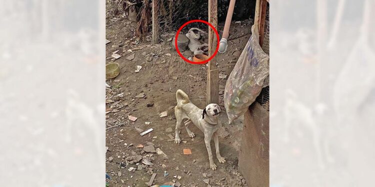 Uno de los perros murió mientras otro sufría atado a un poste en completa ausencia de comida y agua.