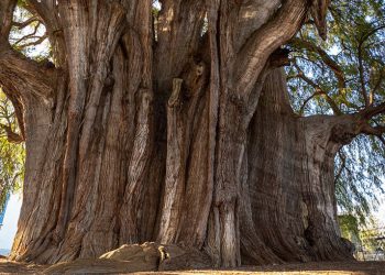 El árbol de El Tule: Un coloso de la naturaleza y la cultura en Oaxaca