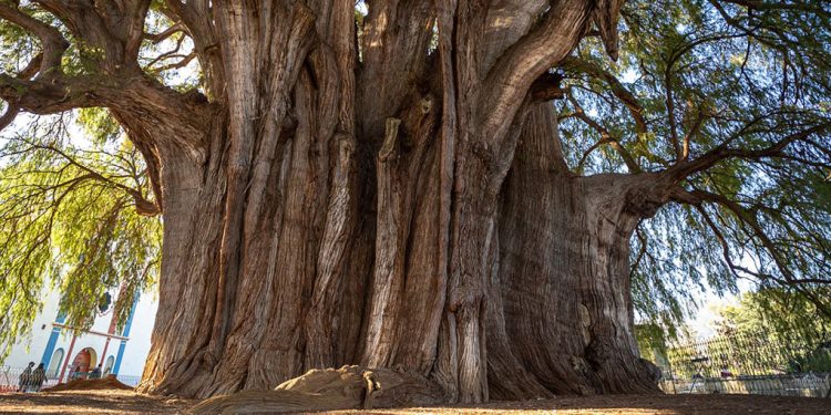 El árbol de El Tule: Un coloso de la naturaleza y la cultura en Oaxaca
