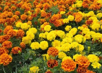 ¿Por qué la flor de cempasúchil es un tesoro en la medicina tradicional?