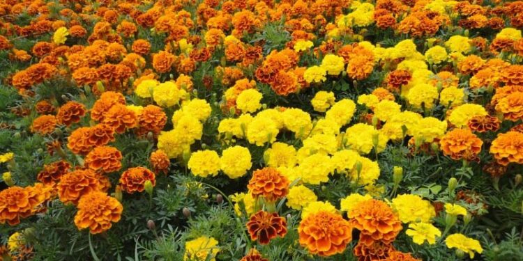¿Por qué la flor de cempasúchil es un tesoro en la medicina tradicional?