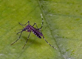 Los síntomas más comunes de dengue son fiebre alta, dolor de cabeza intenso, dolor detrás de los ojos, dolor muscular y articular, así como sarpullido.