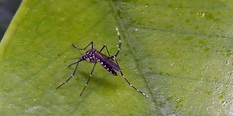Los síntomas más comunes de dengue son fiebre alta, dolor de cabeza intenso, dolor detrás de los ojos, dolor muscular y articular, así como sarpullido.