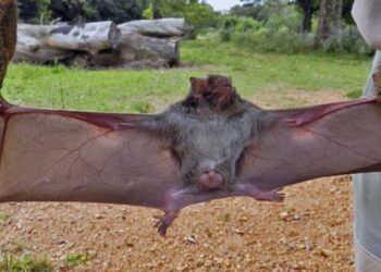 Foto: redes sociales // Aconsejan no tomar con la mano a un murciélago tirado en la tierra.