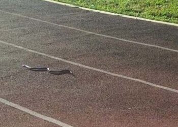 Sorprendente serpiente marina en la pista de tartán de El Espinal