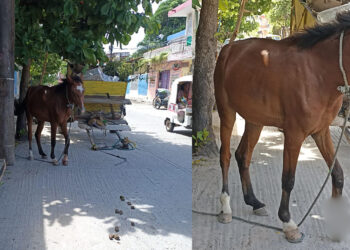 Urgente llamado para auxiliar un caballo carretonero herido Juchitán