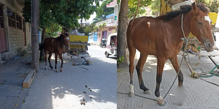 Urgente llamado para auxiliar un caballo carretonero herido Juchitán