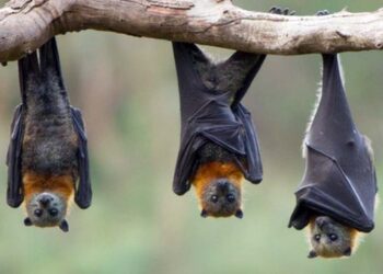 Foto: internet – ilustrativa // En México hay 99 especies de murciélagos y en Oaxaca se tienen todas, indican.
