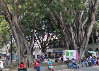 Fotos: Lisbeth Mejía Reyes // Así lucía hace años el laurel que daba cobijo a los conciertos de los domingos.