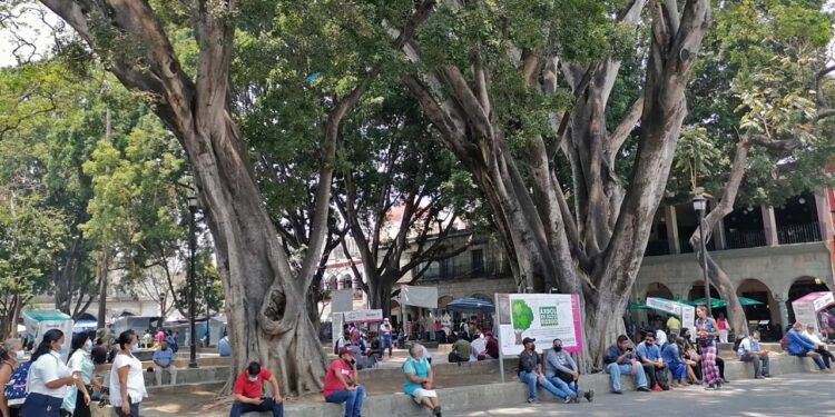 Fotos: Lisbeth Mejía Reyes // Así lucía hace años el laurel que daba cobijo a los conciertos de los domingos.