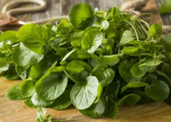Los berros: una opción nutritiva para prevenir enfermedades