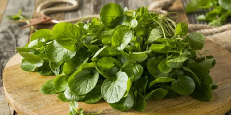 Los berros: una opción nutritiva para prevenir enfermedades