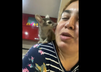 VIDEO | Valentina, la cacomixtle que conquistó TikTok y se convirtió en un fenómeno urbano