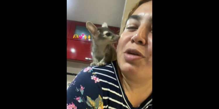 VIDEO | Valentina, la cacomixtle que conquistó TikTok y se convirtió en un fenómeno urbano