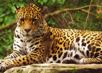 ¿Salvar al jaguar podría valer 4 mil millones de dólares al año?
