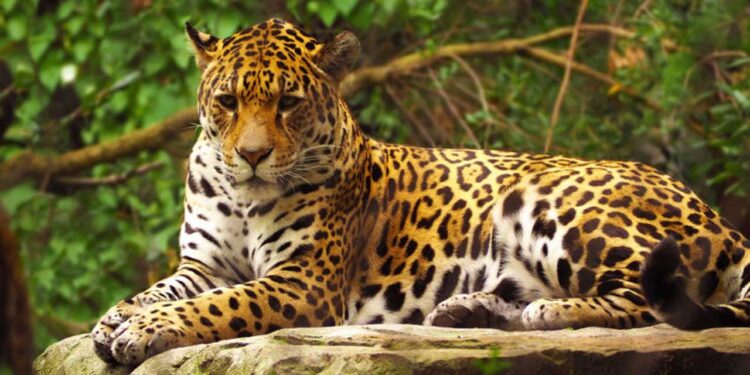 ¿Salvar al jaguar podría valer 4 mil millones de dólares al año?