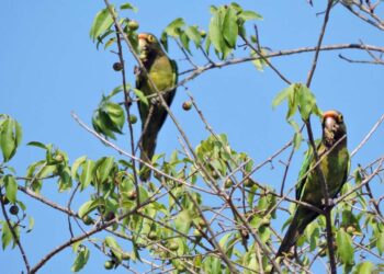 El perico frente naranja enfrenta la pérdida de un 32.6% de su hábitat original y su venta ilegal lo han colocado bajo protección según la NOM-059-SEMARNAT-2010.