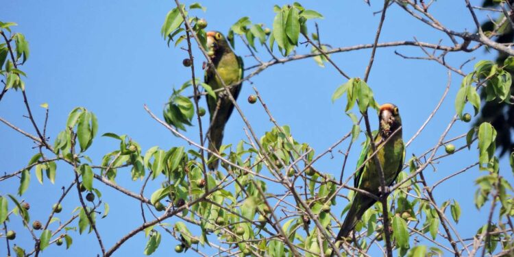 El perico frente naranja enfrenta la pérdida de un 32.6% de su hábitat original y su venta ilegal lo han colocado bajo protección según la NOM-059-SEMARNAT-2010.