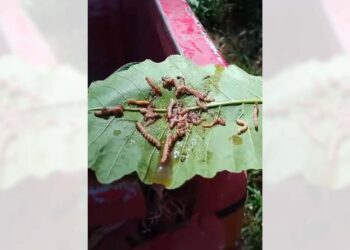 El insecto se alimenta del follaje de los árboles ocasionando daños que van de ligeros a severos.
