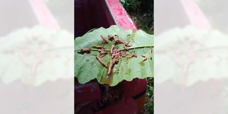 El insecto se alimenta del follaje de los árboles ocasionando daños que van de ligeros a severos.