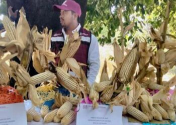 El rendimiento del maíz en esta temporada en Tamazola fue de 6 toneladas sobre hectárea.