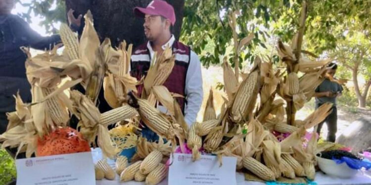 El rendimiento del maíz en esta temporada en Tamazola fue de 6 toneladas sobre hectárea.