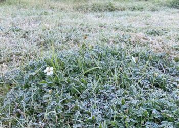 En redes sociales mostraron imágenes del nivel de congelación que presenta la vegetación.