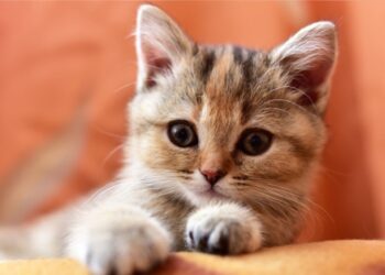 ¿Tu gato es feliz? Descubre las señales que te indican que tu “michi” está a gusto