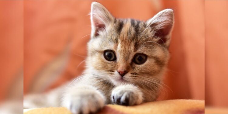 ¿Tu gato es feliz? Descubre las señales que te indican que tu “michi” está a gusto