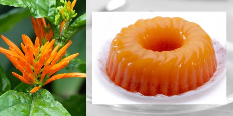 Gelatina de té de muicle: Un postre saludable con propiedades curativas