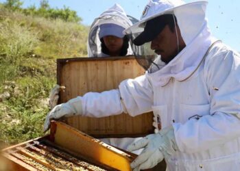 Apiarios de veterinaria UABJO, un proyecto de impacto social y ambiental