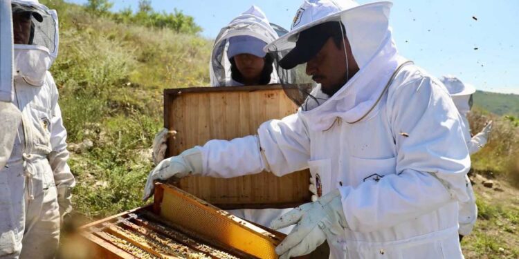 Apiarios de veterinaria UABJO, un proyecto de impacto social y ambiental