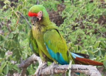 La especialista detalla que se ha mantenido relativamente constante el tamaño de la población de la guacamaya verde.