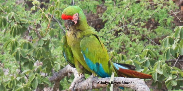 La especialista detalla que se ha mantenido relativamente constante el tamaño de la población de la guacamaya verde.
